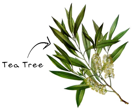 Tea Tree