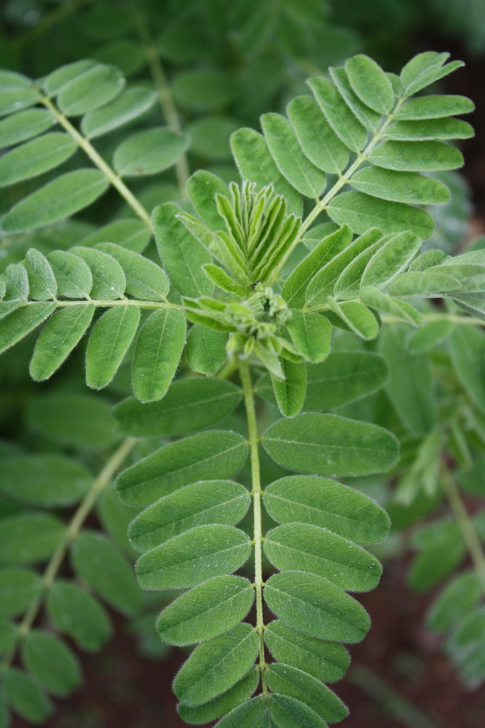 astragalus