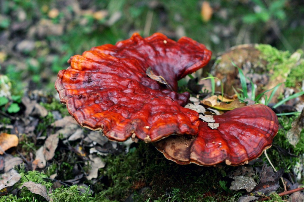 reishi3