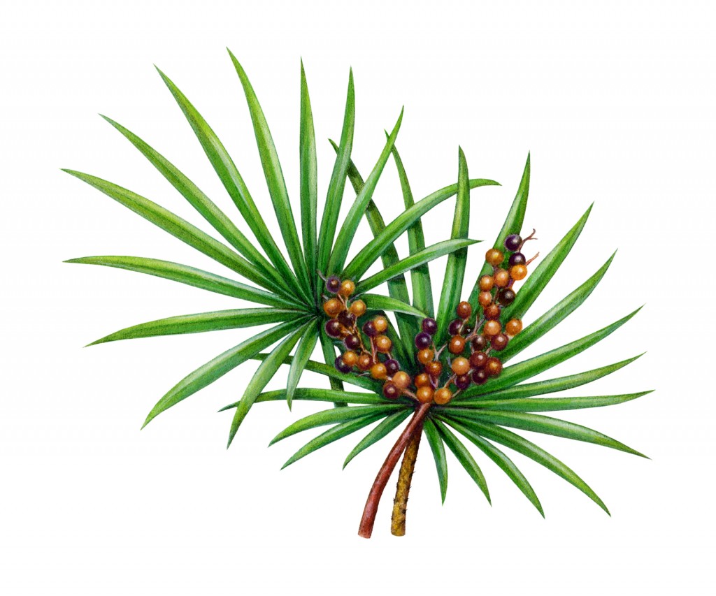 saw palmetto