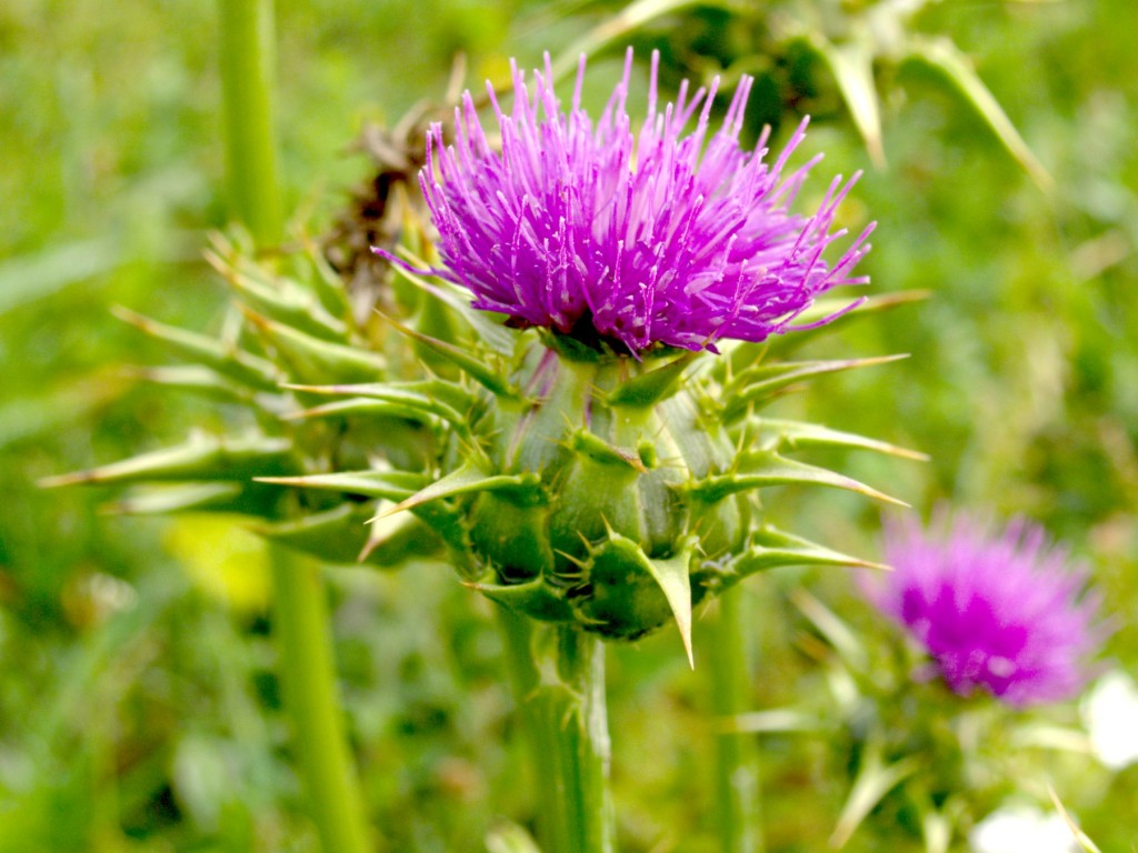 Silimarină (Silybum marianum)