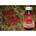 Ganoderma Lucidum